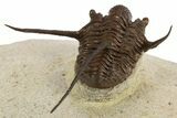 Long-Spined Cyphaspis Trilobite - Foum Zguid, Morocco #311681-5